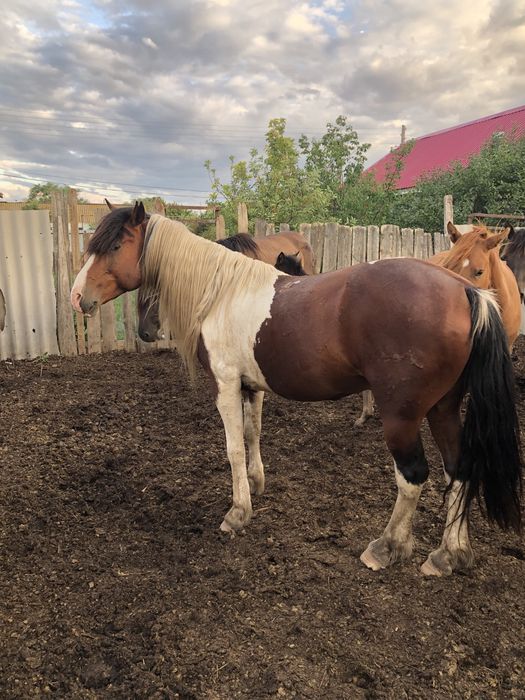 Айғыр сатылады 650 000  !!!