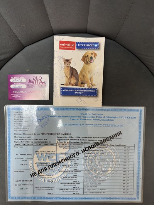 Продам британского кота