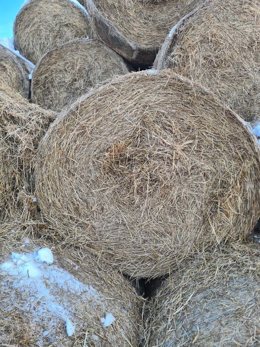 Vand baloti iarba loliu