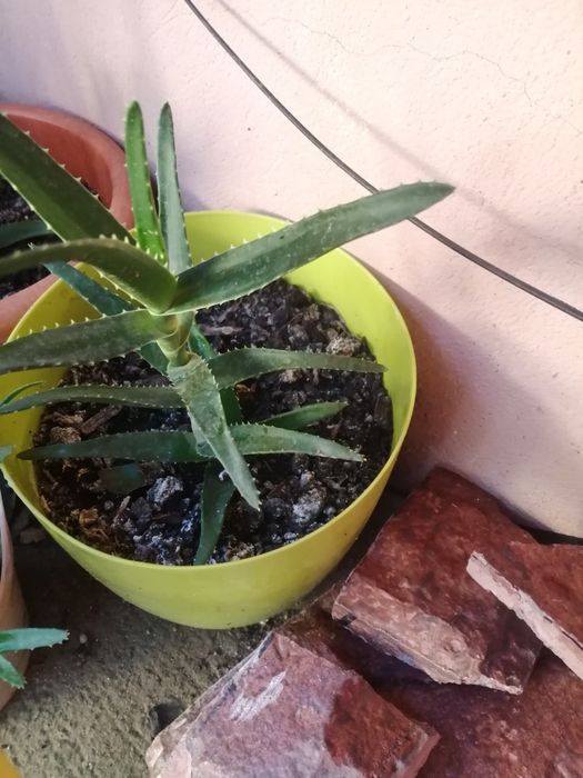 Aloe Vera ghiveci