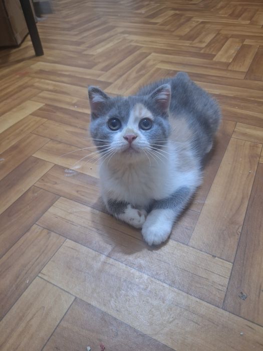 Котёнок пароды Скотиш страйт девочка