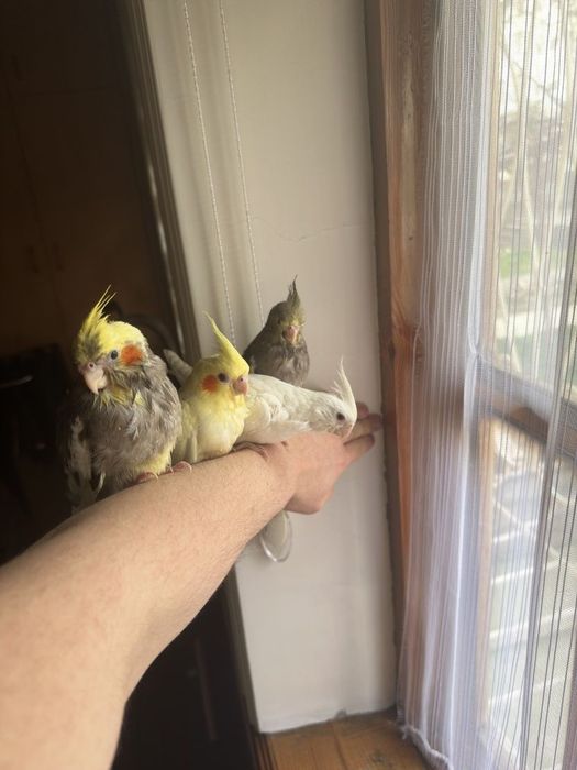 Ручной попугай Корелла