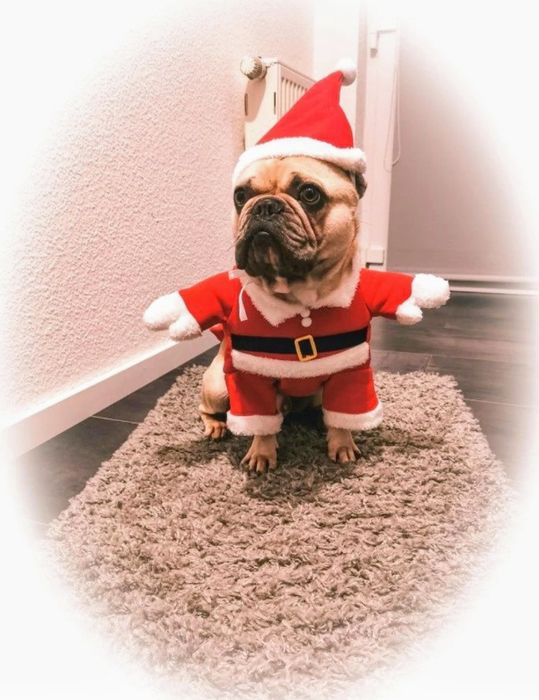 Costumaș Moș Crăciun pentru căței sau pisici