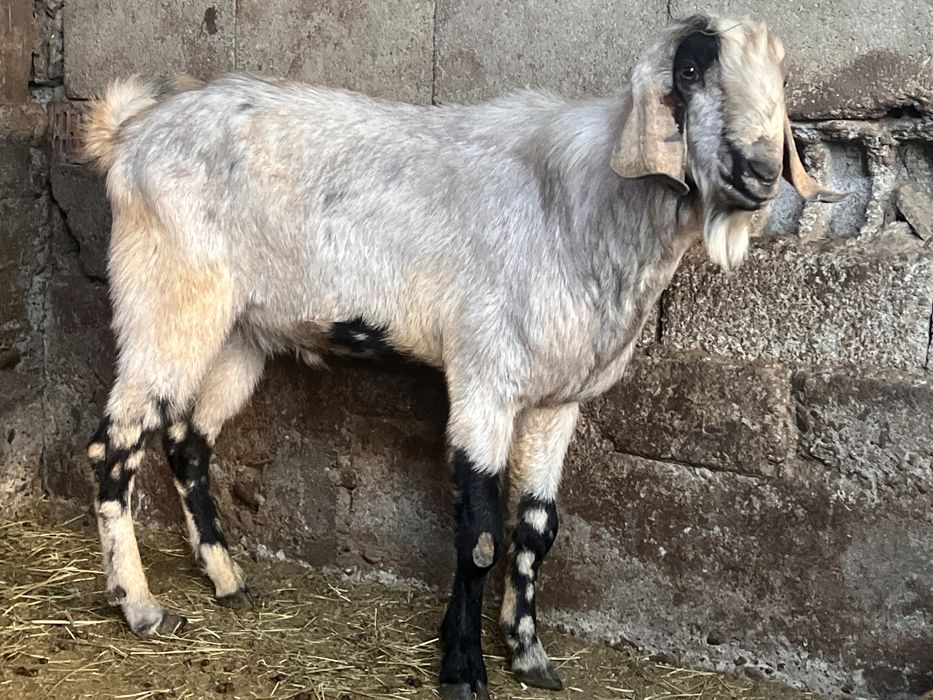 Tap anglonubian varsta 2 ani