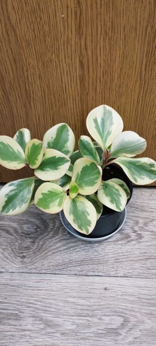 Стайни цветя за продажба!