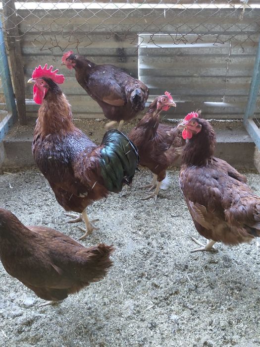 Продам кур породы род Айленд