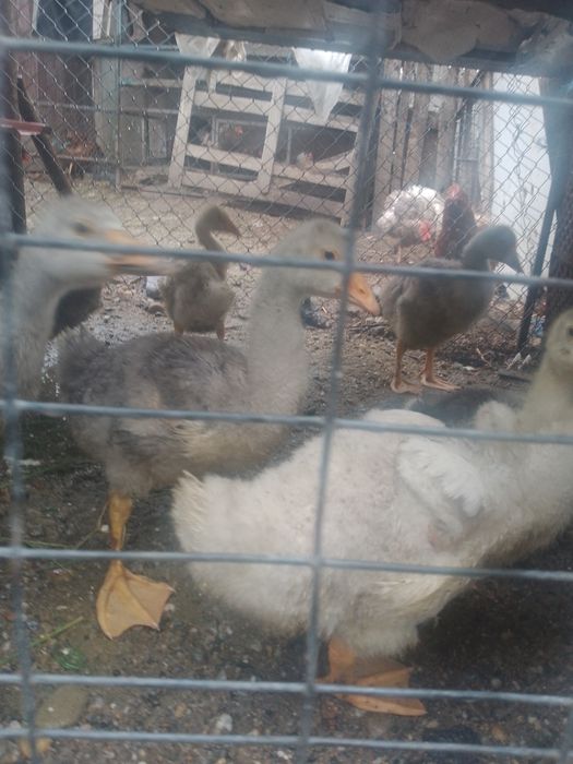 Vind 15 boboci, pui de giscă de aproape 2 luni jumate