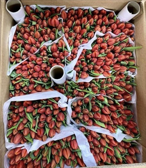 Тюльпаны к 8 марта | Свежие тюльпаны