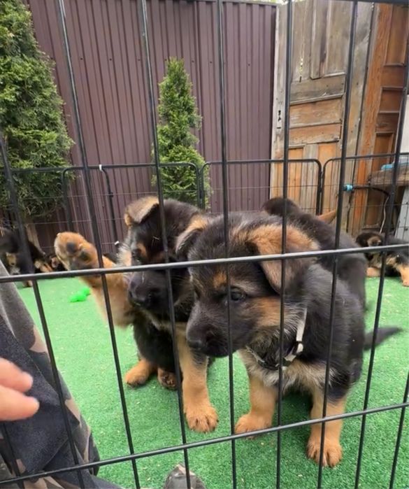 Щенки немца от обученных собак