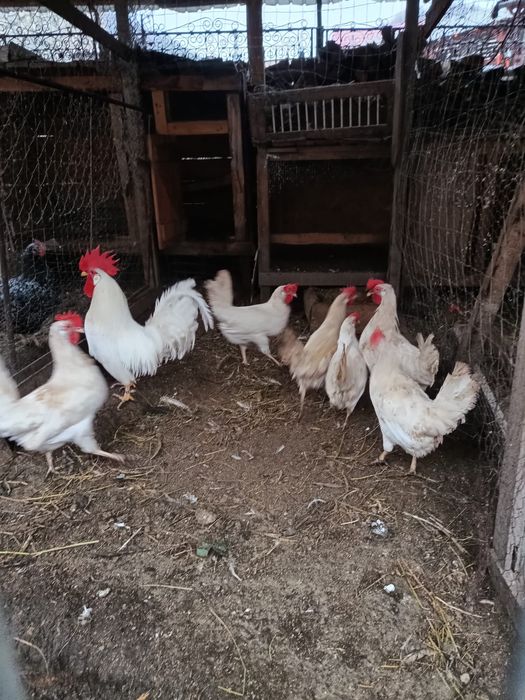 Oua de găini de rasa( sussex,leghorn,italiana galbena,potârnichile,maran ,araucana
