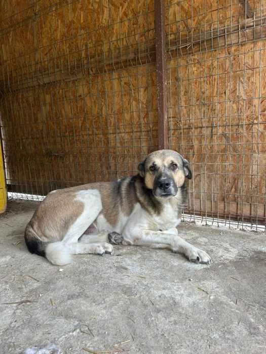 Adopta un caine - un sufletel are nevoie de stapan!