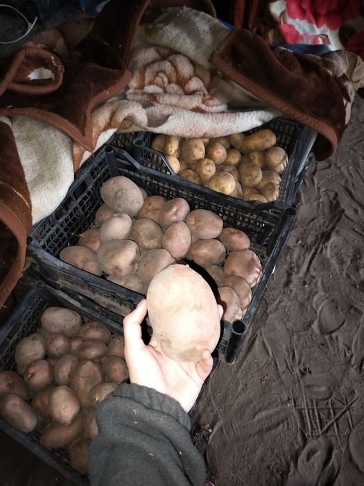 Картофель едовой белый/красный