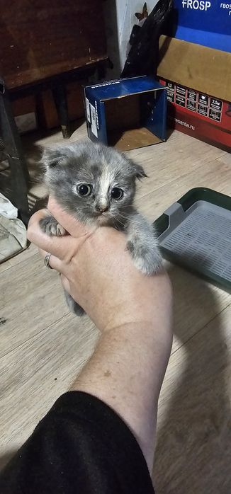 Продам котят скотиш фолд и страйт девочки все