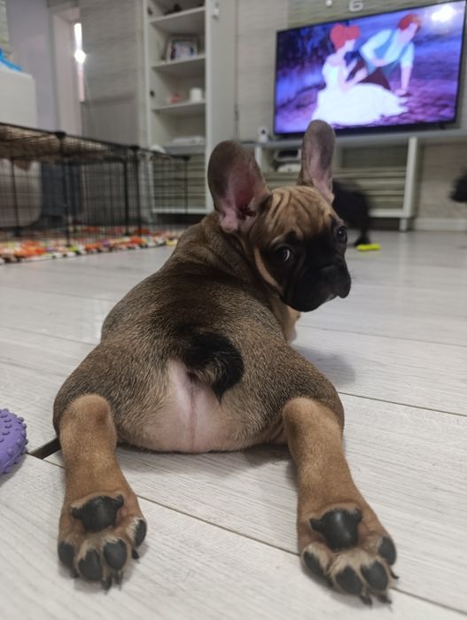 Щенки французский бульдог