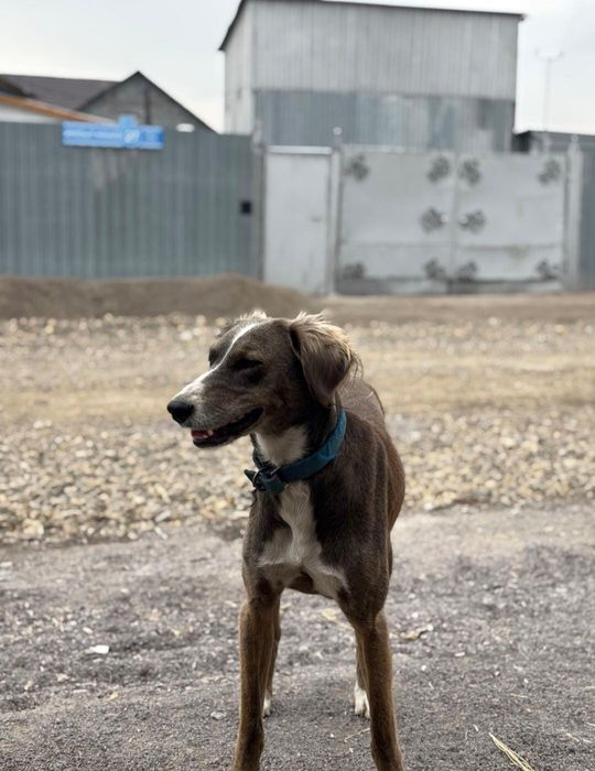 Тазы сатылады...