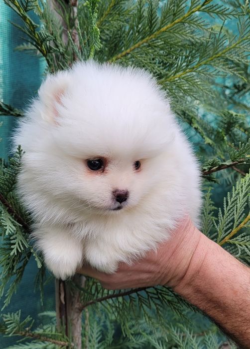 Померан-мини шпиц!!!