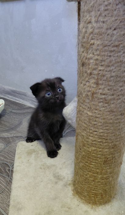 Вислоухий шотландский котенок