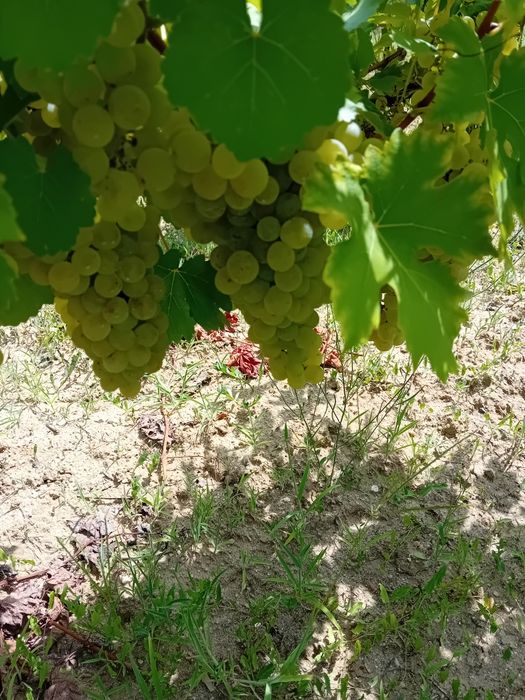 Struguri de vin tamaioasa românească, feteasca  neagra și ottonel