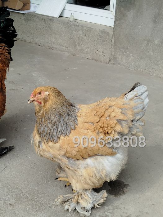 Брама товуқ палевый голубой