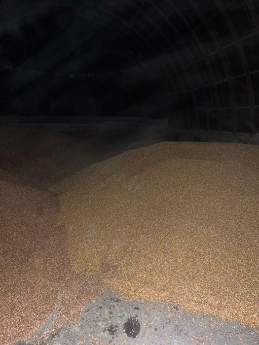 Кукуруза в зернах