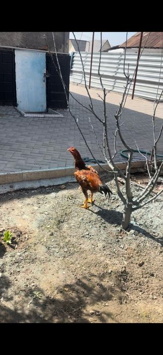 Продам хам жужя июньский