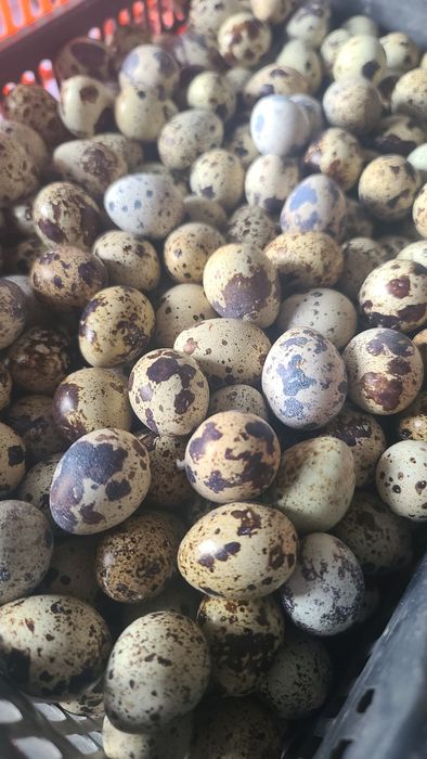 Bedana tuxum 500 som galiwamiz