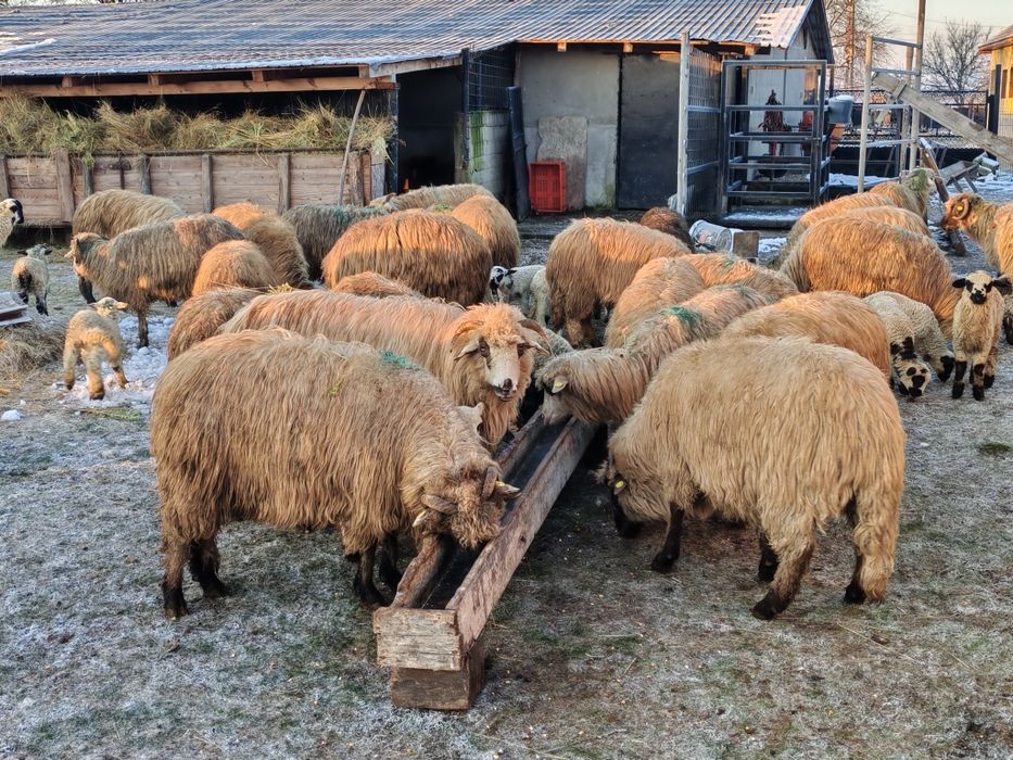 Vând  45 de oi cu miei