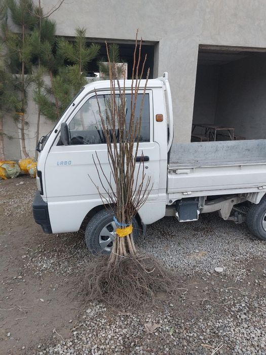 Мевали ку́чатлар. Самарканд Шредер с гарантией