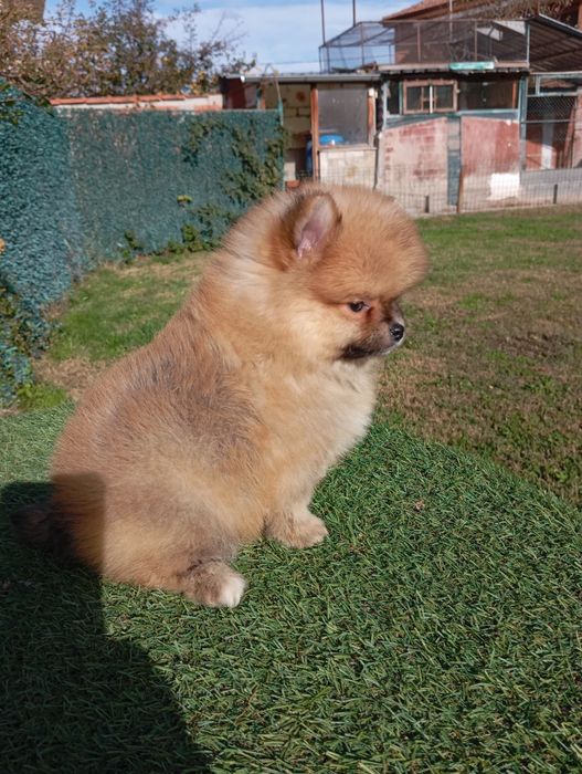 Померан померанчета