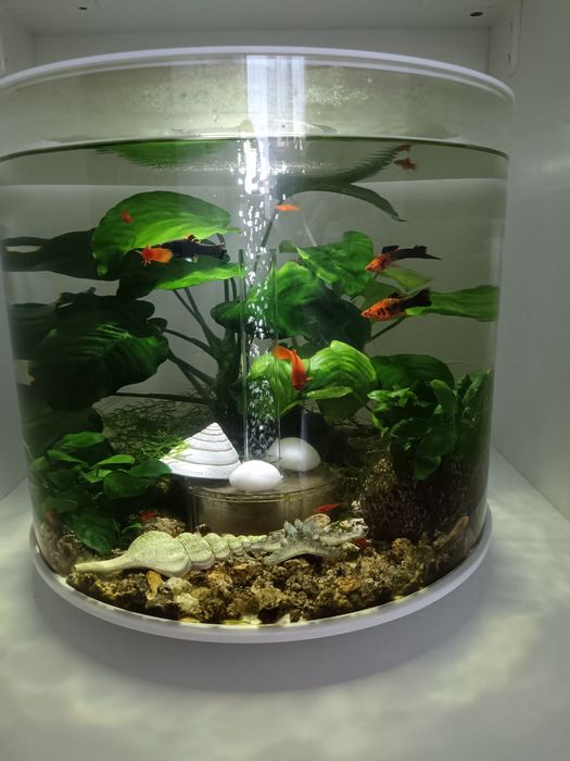 Acvariu biorb tube 35 litri cu MCR.