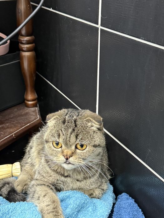 Вислаухая шотландская