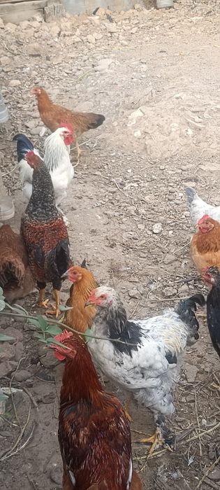 Xoroz va tovuqlar sotiladi