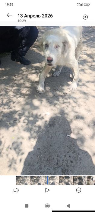 Собака бесплатно