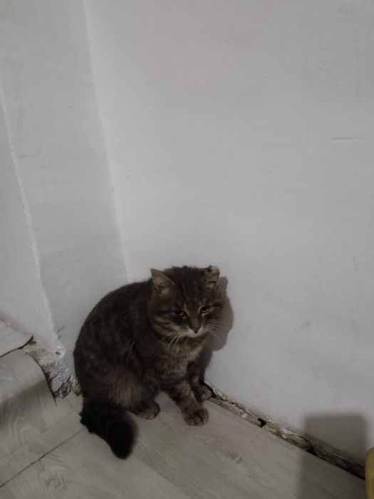 Мысық беріледі тегін