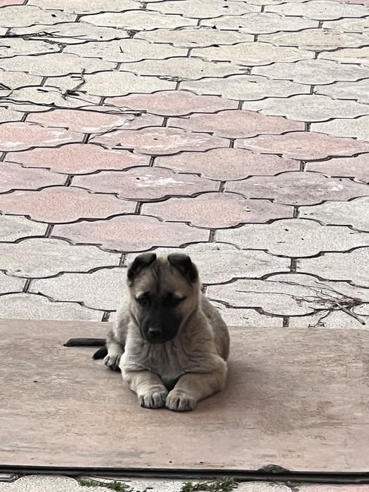 Бесплатно умные девочки