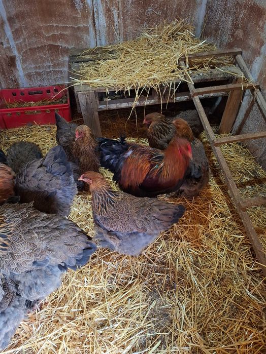 Яица за люпене от Брама,Кохен и Орпингтон