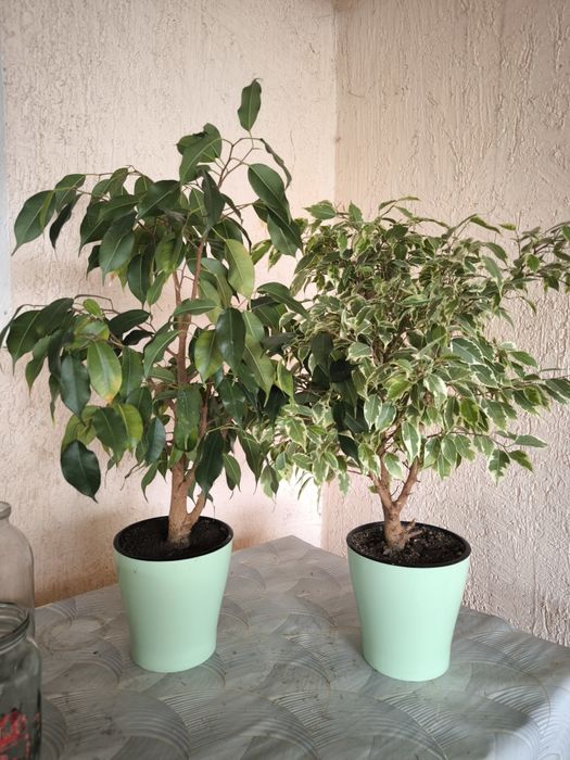 Цветы комнатные.