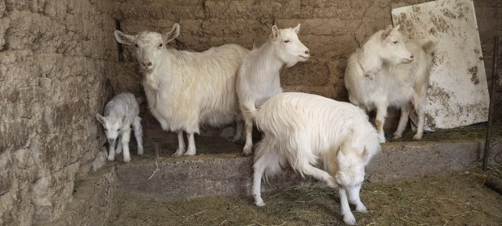 Сүтті ешкілер, Козы молочные