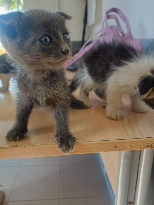 Отдам бесплатно вислоухих котят