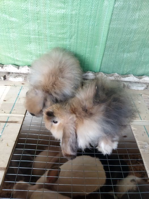 Karlik angora quyonchalar