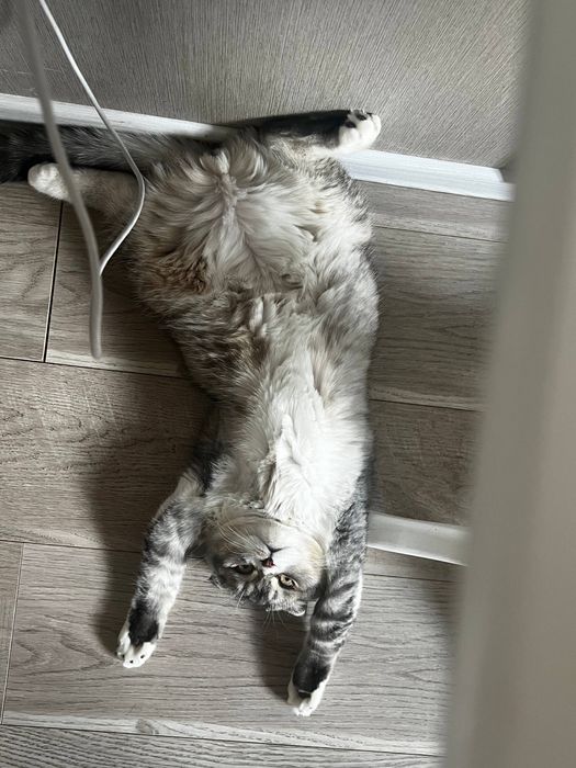 Кот Скоттиш фолд В ДОБРЫЕ РУКИ!