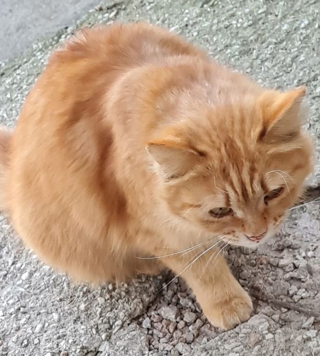 Отдам в добрые руки кошечку