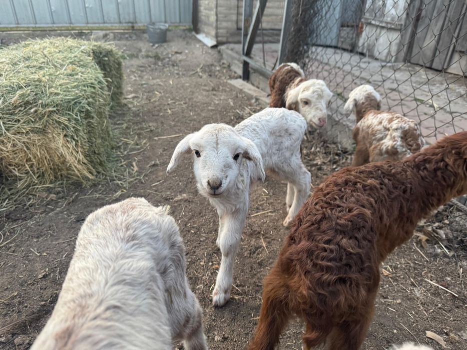 продам Ягнят / Қозы