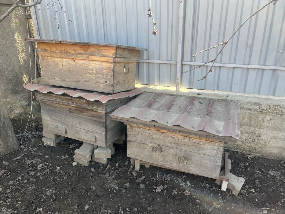 Stupi albini foarte bune lemn masiv