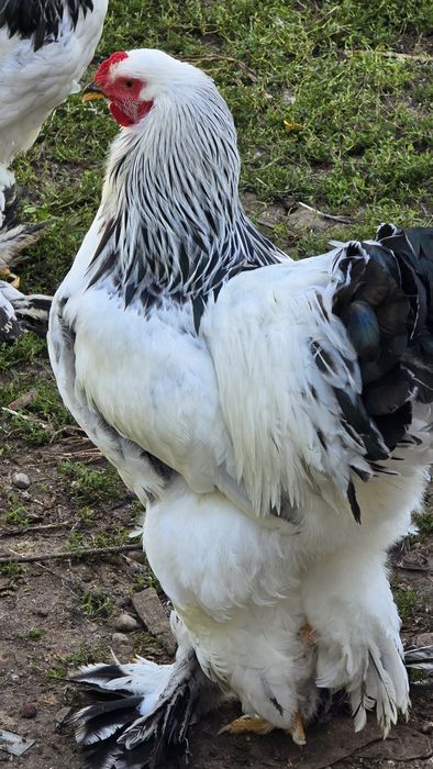 Cocoși brahma herminat deschis