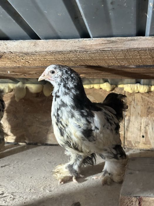 Disponibili 3 pui brahma bobat