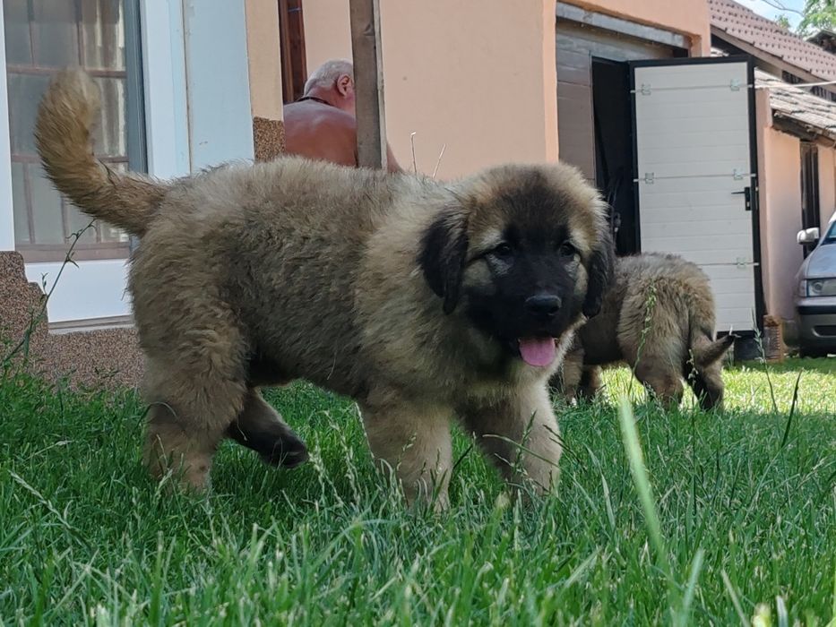 Cățel ciobănesc caucazian cu pedigree