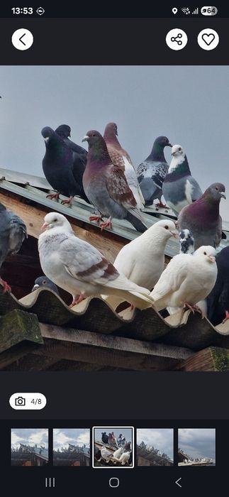 Porumbei de vânzare