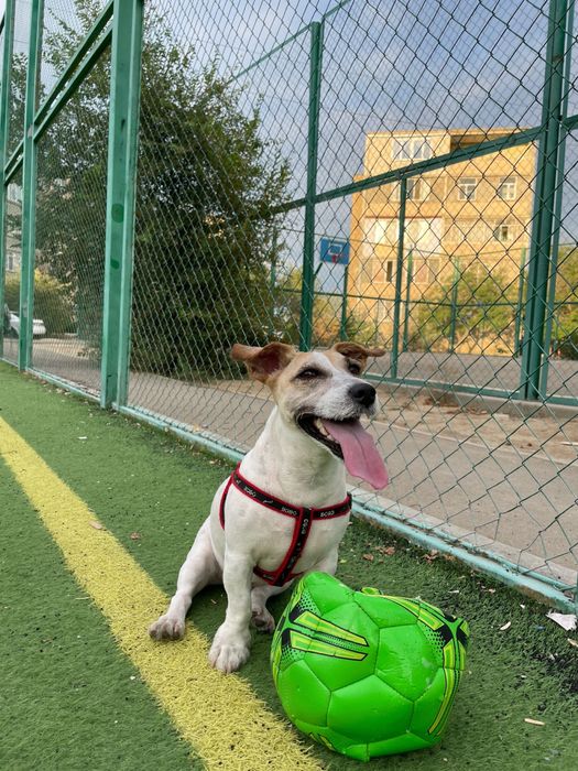 Джек Рассел Терьер