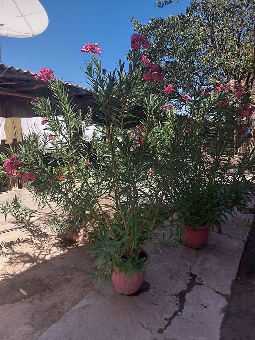 Цветы разные виды